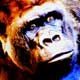 thegorilla's Avatar